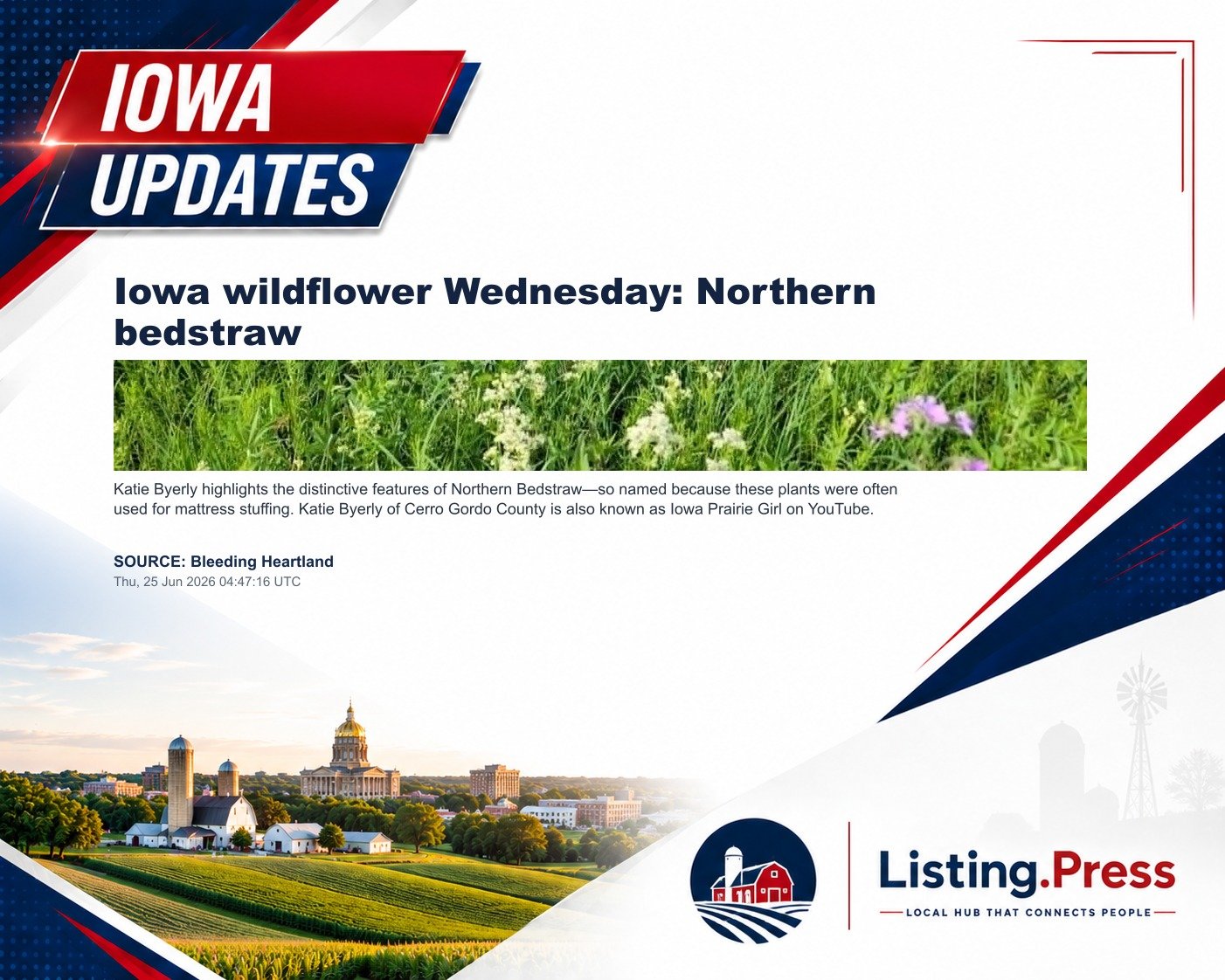Iowa wildflower Wednesday: Northern bedstraw