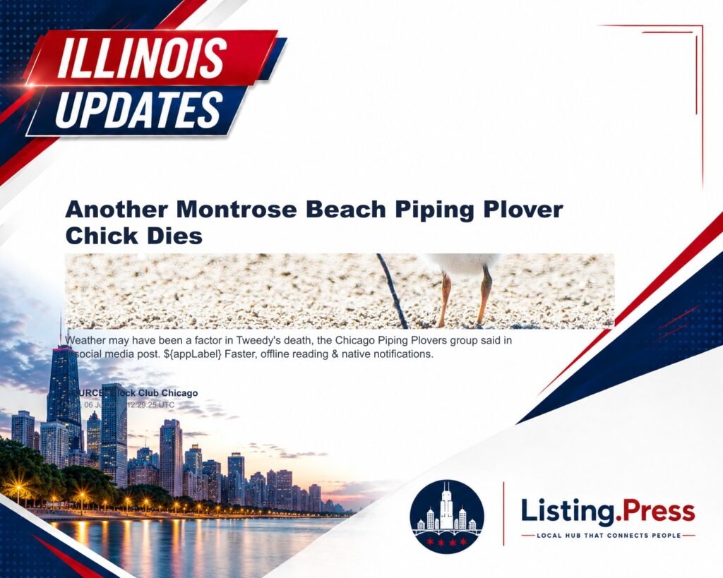 Another Montrose Beach Piping Plover Chick Dies