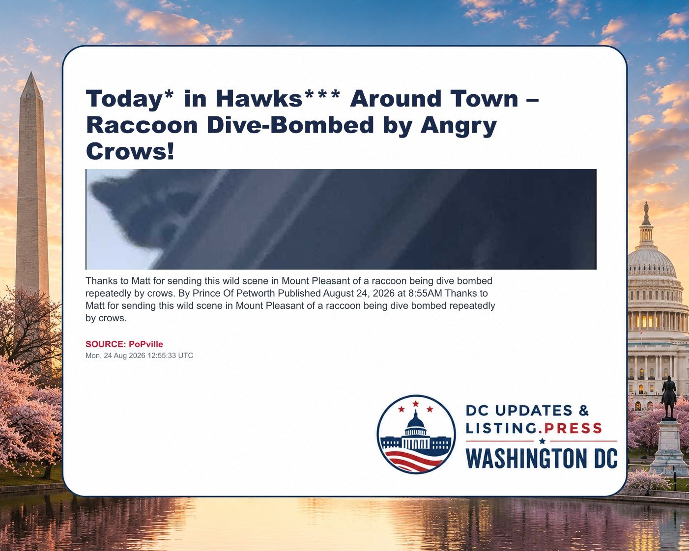 Today* in Hawks*** Around Town – Raccoon Dive-Bombed by Angry Crows!